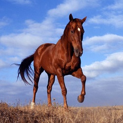 horse